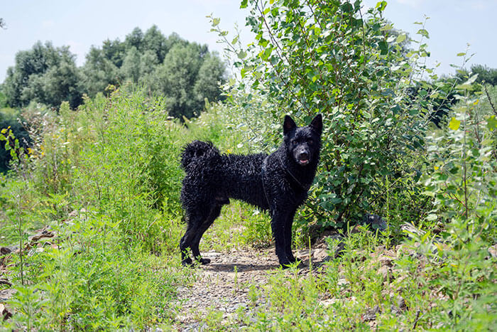 Histoire des races de berger