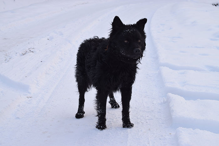 Berger - dans la neige