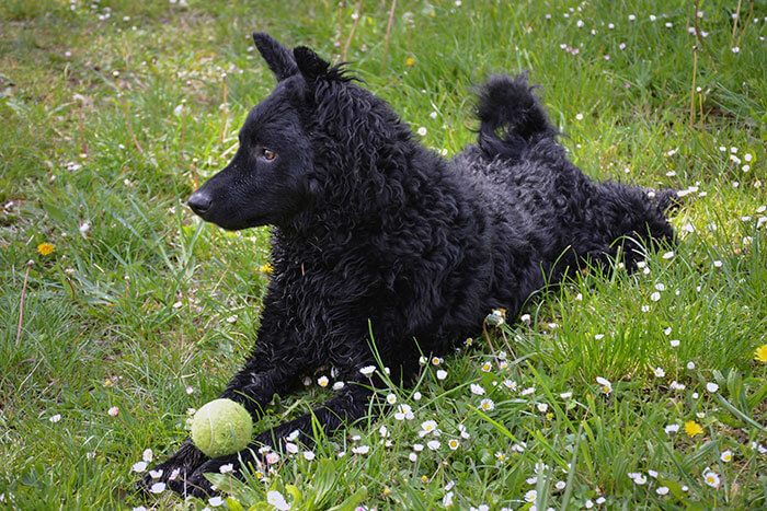 Berger - dans la nature